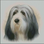 Bearded Collie (image for) Bearded Collie